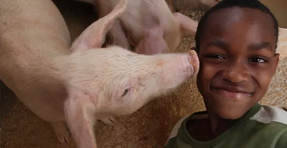 Pig Recipient Jamaica, 2013