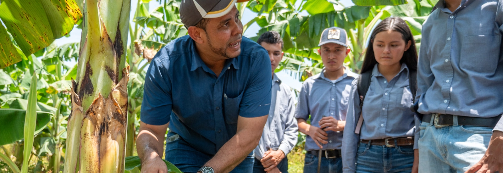 A Farmer Field School Program