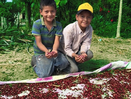 Avocado Beans Production Honduras 2020