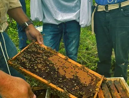 honey extraction honduras 2020, 