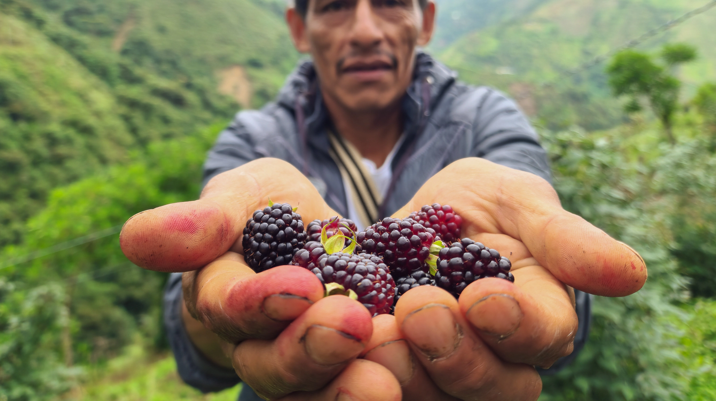 Blackberry Farming