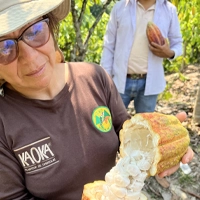 Growing ceremonial-grade in Peru in partnership with Kakao