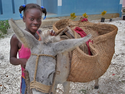 donkey taking products to sale at the market haiti 2018, 