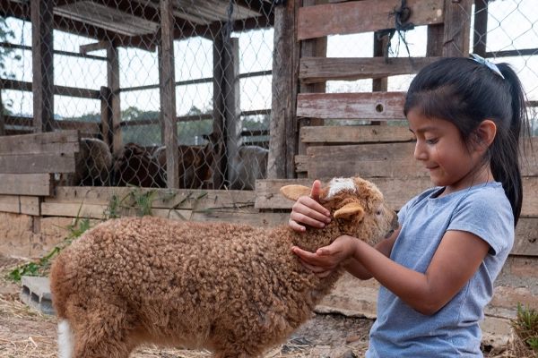 Family learning animal care and feeding practices for livestock