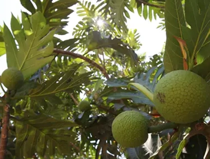 Fruit Tree Mature Haiti