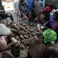 Grinding Cassava Roots into Flour