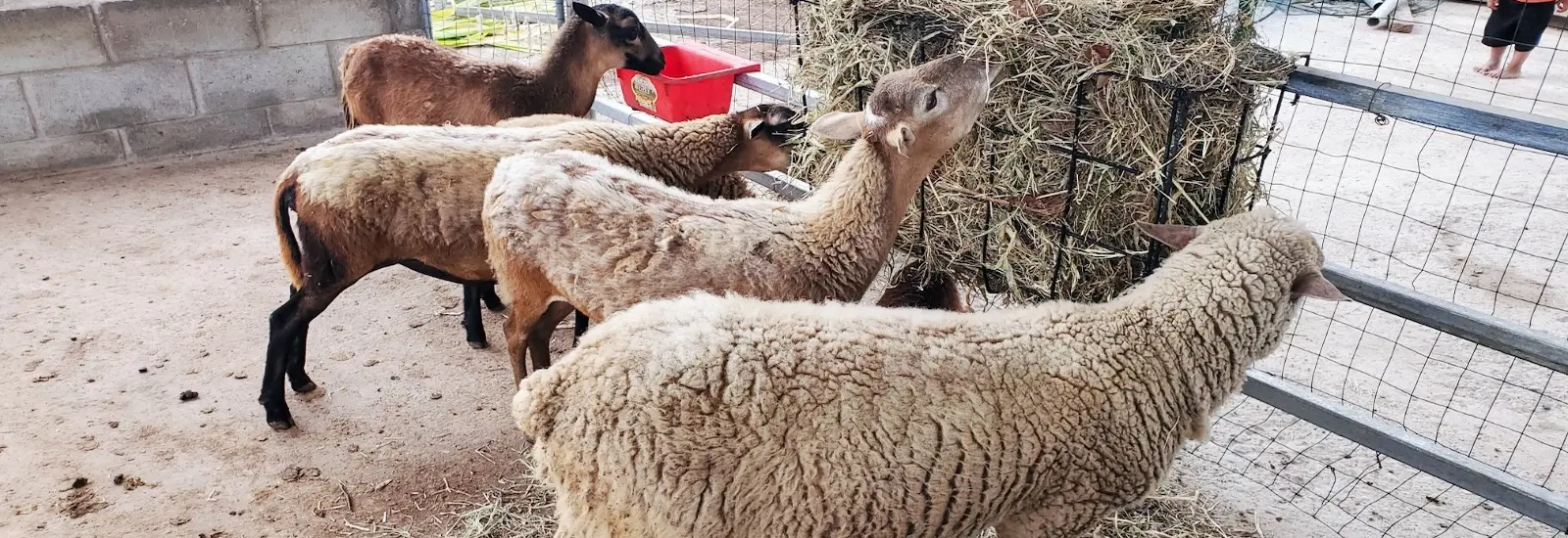 Help Provide a Sheep for a Family
