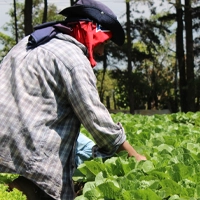 Seeds to Market Initiative El Salvador