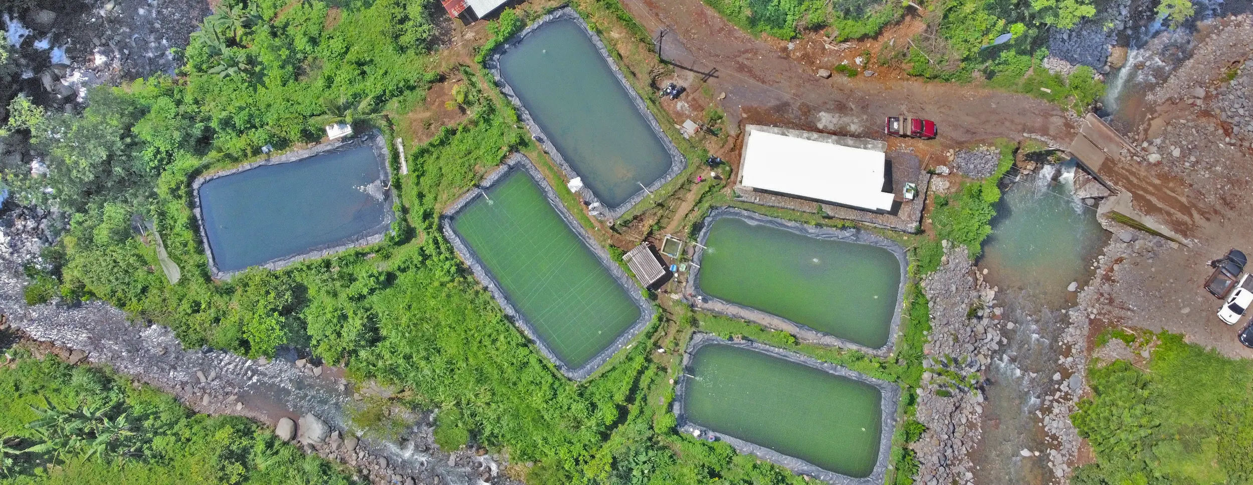 TILAPIA FARMING