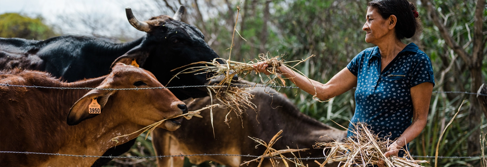 Un kit inicial de ganado para una familia