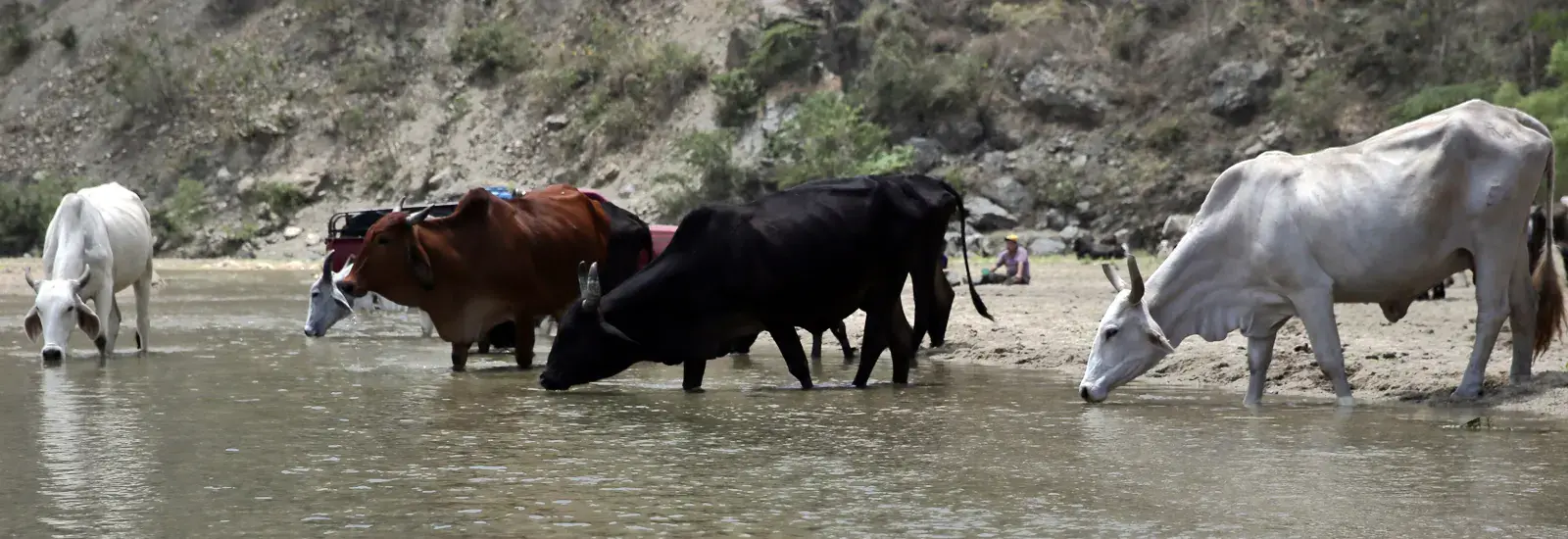 Una vaca para una familia necesitada