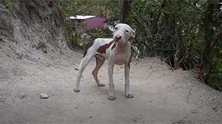 Random Puppy in El Salvador