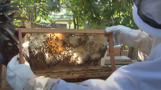 Bee Business Abuzz in Jamaica