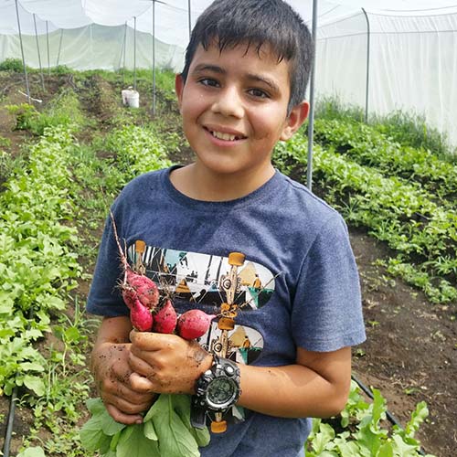 A young boy proudly holds freshly harvested radishes inside a vibrant greenhouse filled with plants.  