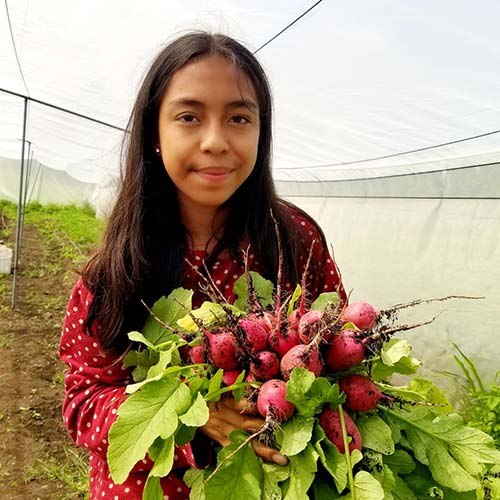 A young girl holds a vibrant bunch of radishes.