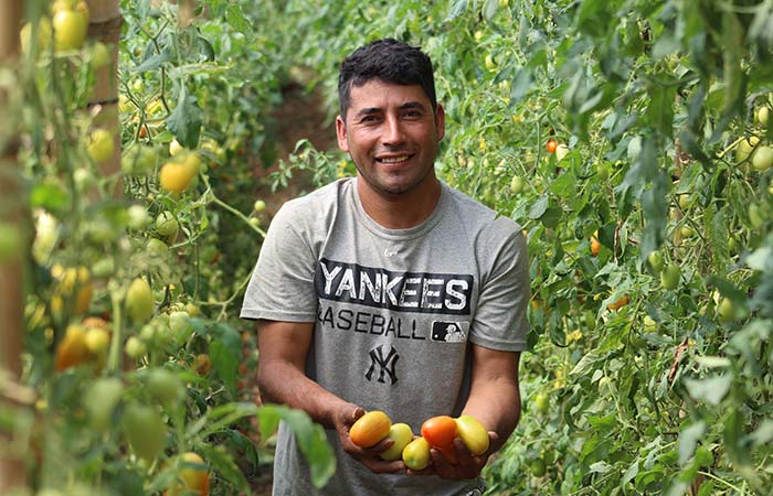 A man smiles while holding a fresh bunch of ripe tomatoes in his hands.