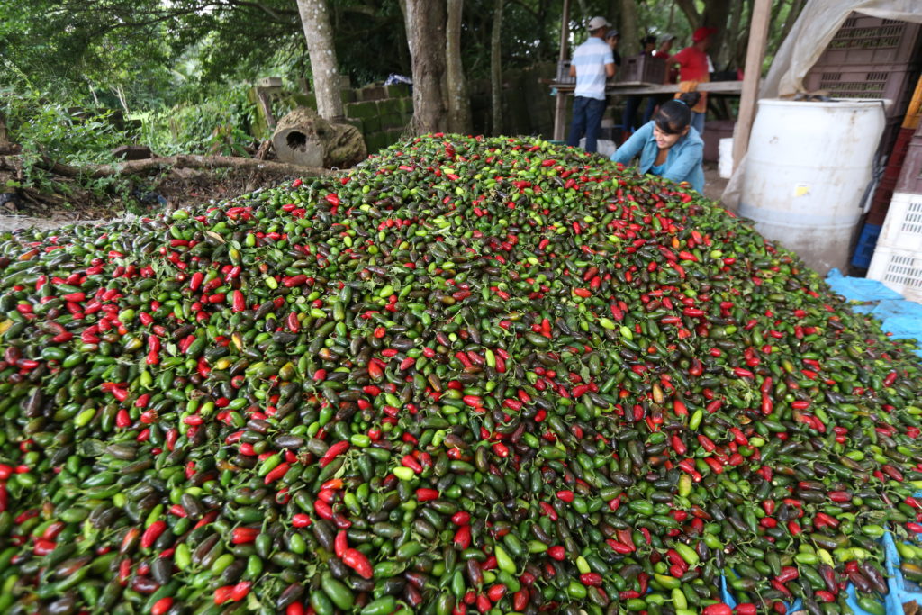 A worker at a cooperative in Honduras sorts peppers.