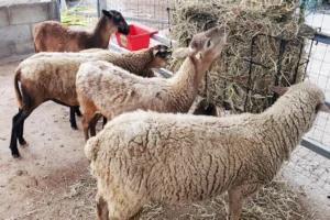 Help Provide a Sheep for a Family