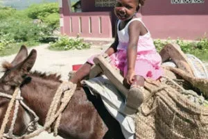 Un burro para transporte