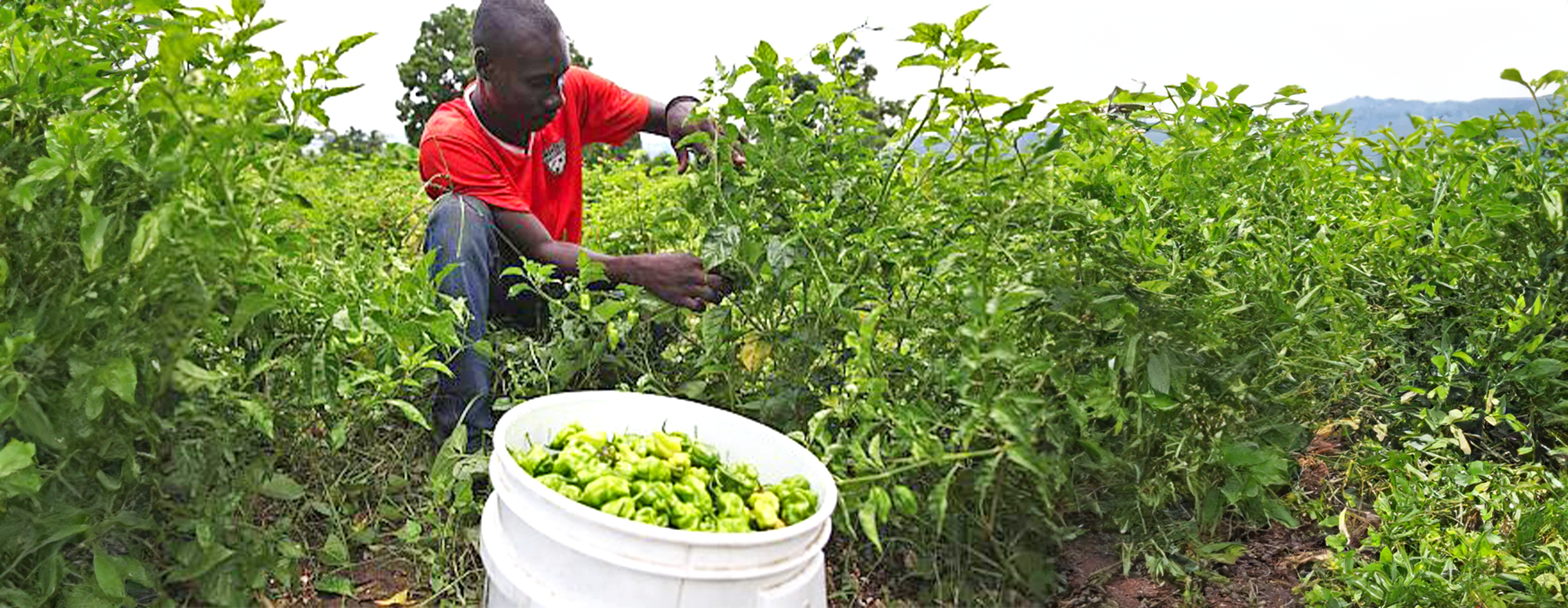 Agriculture