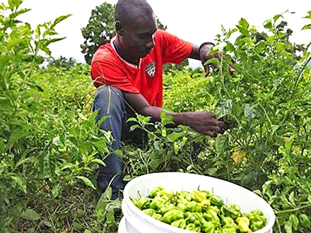 Agriculture and Local Farming