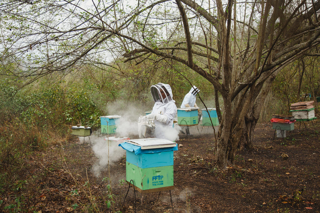 Beekeepers in Honduras tend to beehives.