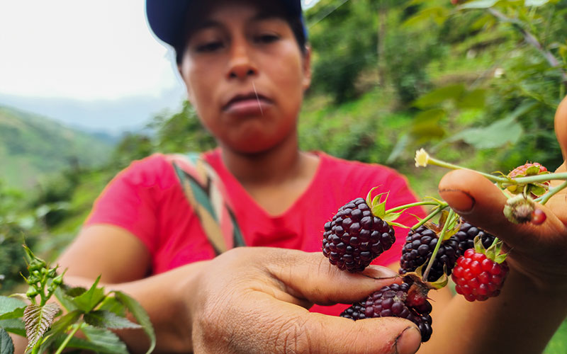 A woman gathers berries from a tree.