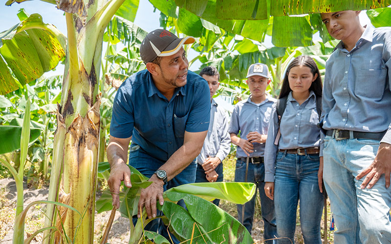 A group of people gathered around a banana tree.