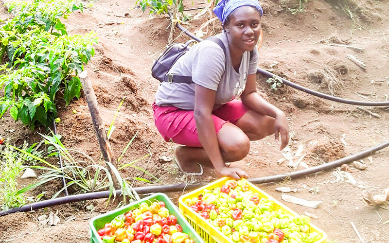 A woman kneels beside baskets filled with ripe tomatoes.