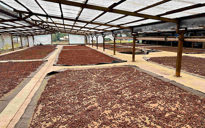 a large greenhouse with thousands of cacao beans