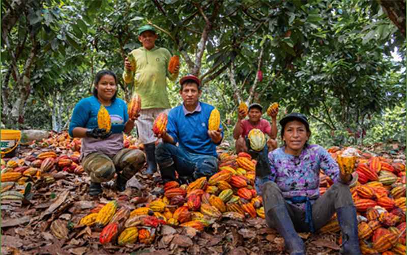 peruvian cacao farmers sitting amongst cacao beans