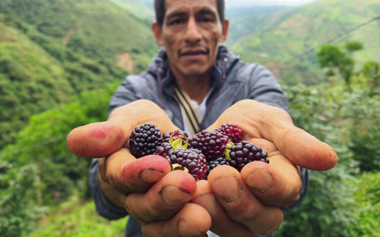A man holds a handful of fresh blackberries.