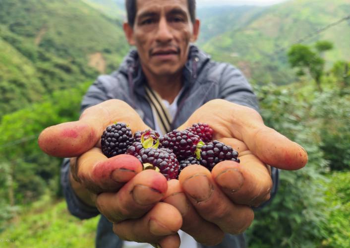 A Colombian farmer holds a handful of blackberries up to the camera showing how FFTP helps families