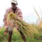 FFTP, Taiwan ICDF Expand Rice Project to Help Haitian Families Strengthen Food Security