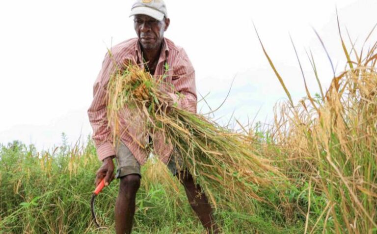 a farmer gathers rice as part of fftp rice project in southern Haiti