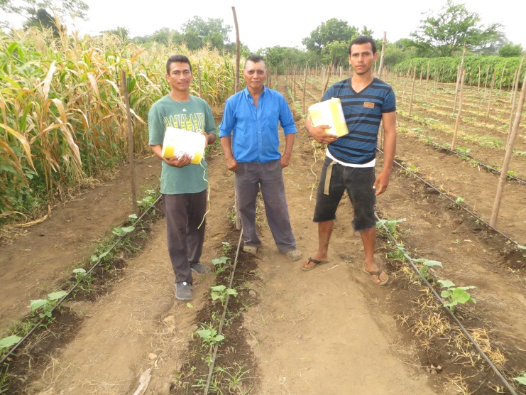 Beneficiaries of the Red Lady Papaya Project are also cultivating many other crops, like corn, cucumbers and tomatoes.