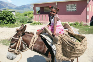 A donkey for transportation