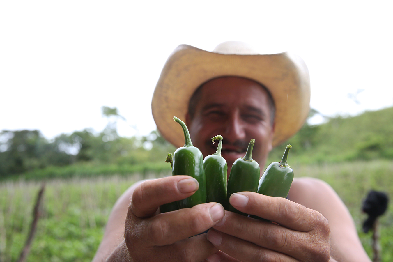 A farmer in Honduras holds jalapeno peppers.
