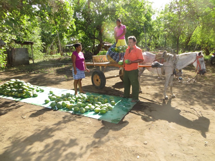 Getting ready to bring papayas to the market.